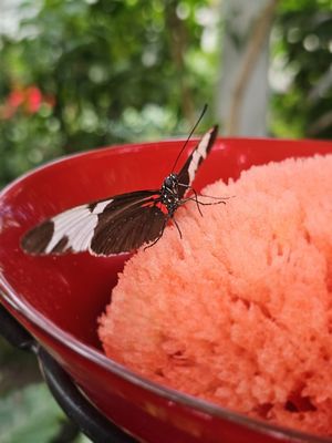 The Key West Butterfly and Nature Conservatory by null