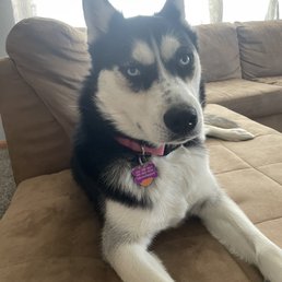 New collar New collar