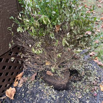 Meadows Farms Nurseries Landscaping - Compacted Holly - Nurseries & Gardening Near Me - Chantilly, Virginia