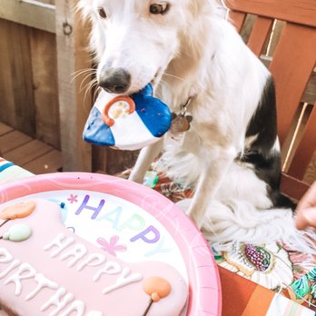 Two Pals & A Pup - Pet Stores Near Me - Denver, Colorado