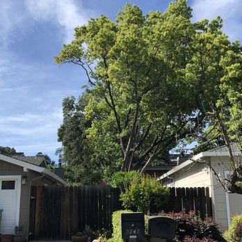 Quality Tree Care - After work clearing overhanging branches from left side of fence - Tree Services Near Me - Pleasant Hill, California