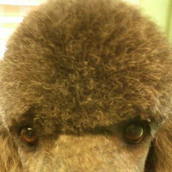 Abingdon Pet Grooming - Pet Groomers Near Me - Abingdon, Virginia