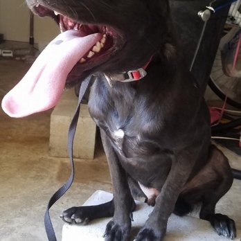 Off Leash K9 Training - Pet Training Near Me