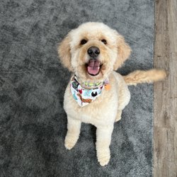 The Dapper Dog