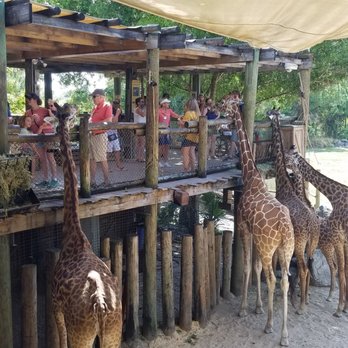 Brevard Zoo - Giraffes - Zoos Near Me - Melbourne, Florida Brevard Zoo - Giraffes - Zoos Near Me - Melbourne, Florida