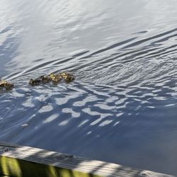 Happy Ducks