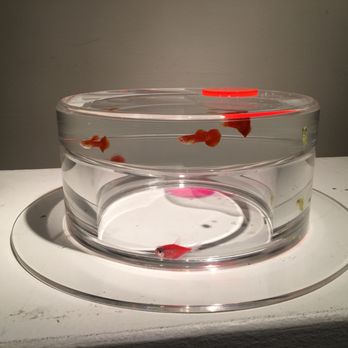 Plastic Depot - Acrylic fish tank hat!! - Engraving Near Me - Gardena, California