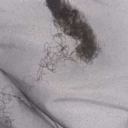 This is her natural hair that broke off while taking out her cornrow.
