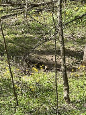 McCormick's Creek State Park by null