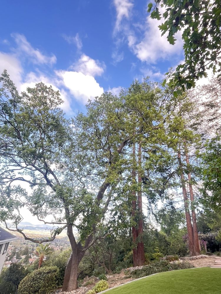 GP Tree Service and Landscape Maintenance - tree service in San Jose, CA