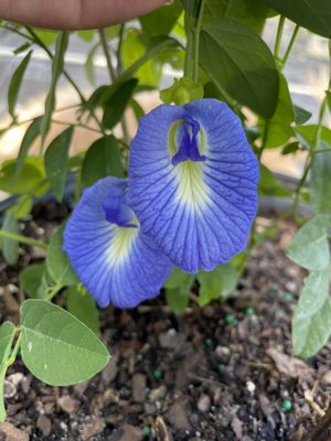 SOUTHERN GARDENS NURSERY - 61 Photos - Nurseries & Gardening - 7777