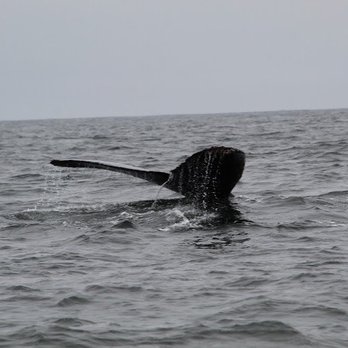 Discovery Whale Watch - Humpback whale diving. - Whale Watching Tours Near Me - Monterey, California