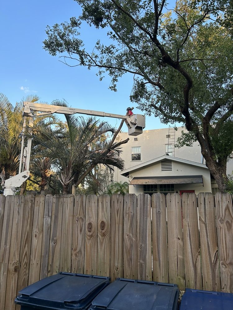 A.T.& Trees - tree service in Tampa, FL