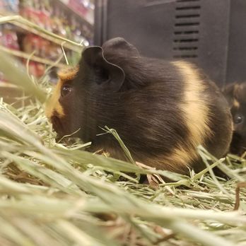 PetSmart - Guinea Pigs - Pet Training Near Me - Grand Blanc, Michigan PetSmart - Guinea Pigs - Pet Training Near Me - Grand Blanc, Michigan