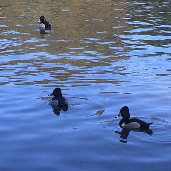Irvine Regional Park - Ring-necked duck - Parks Near Me - Orange, California Irvine Regional Park - Ring-necked duck - Parks Near Me - Orange, California