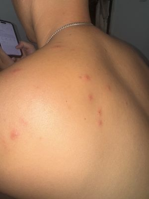 Le Petit Pali at Ocean Ave by null