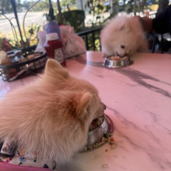 Braxton's Kitchen - Braxton's special dog food (small) - Breakfast & Brunch Near Me - Camarillo, California