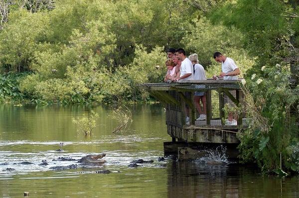 Gatorland by null