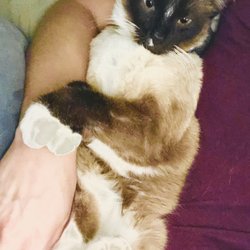 Citizens For North Phoenix Strays
