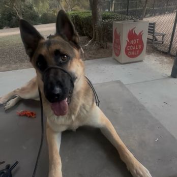 In Line K9 - Kuma with Aaron at dog park during board and train - Pet Training Near Me
