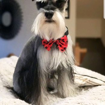 Pet Star Salon - This is from a positive review. See any difference? WHAAAAT???? - Pet Groomers Near Me - Fairfax, Virginia Pet Star Salon - This is from a positive review. See any difference? WHAAAAT???? - Pet Groomers Near Me - Fairfax, Virginia
