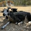 Tilden Regional Park Little Farm gift card