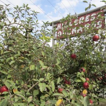 Hillcrest Orchards - Orchards. - Farmers Market Near Me - Ellijay, Georgia Hillcrest Orchards - Orchards. - Farmers Market Near Me - Ellijay, Georgia