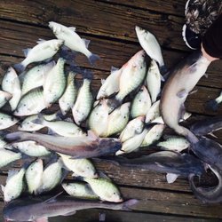 Steves Professional Guide Service - Lake Lewisville Crappie and Blue Catfish