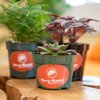 Deep Roots Greenery gift card