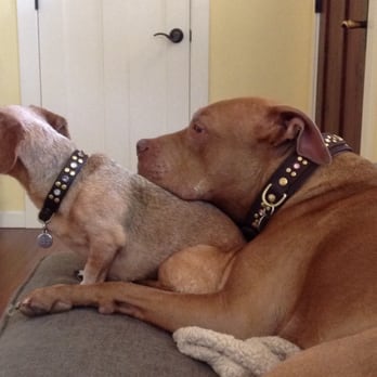Healing Paws Wellness Center - Roxy and Abby - two happy Healing Paws girls - Veterinarians Near Me - Eugene, Oregon Healing Paws Wellness Center - Roxy and Abby - two happy Healing Paws girls - Veterinarians Near Me - Eugene, Oregon