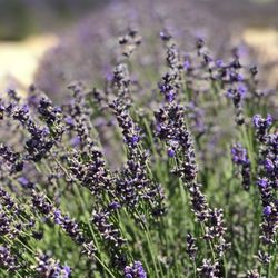 Bees N Blooms - Lavender.