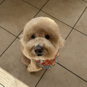 Pawsticcerie Pet Boutique - After - Pet Groomers Near Me - Edison, New Jersey Pawsticcerie Pet Boutique - After - Pet Groomers Near Me - Edison, New Jersey