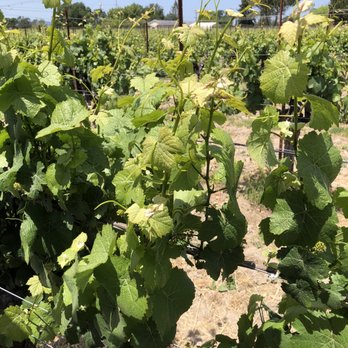 Harvest Moon Winery - Zinfandel vines - Wineries Near Me - Santa Rosa, California Harvest Moon Winery - Zinfandel vines - Wineries Near Me - Santa Rosa, California