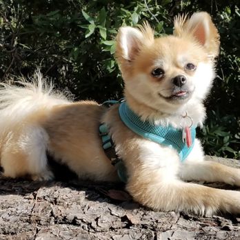Petagogy Dog Training - Pet Training Near Me