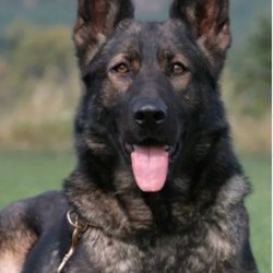 Obedient Heart Kennels