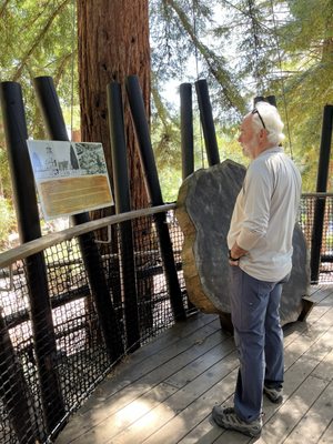 Redwoods Treewalk by null