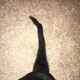 My dog's tail is completely snapped in half at the end. My dog's tail is completely snapped in half at the end.