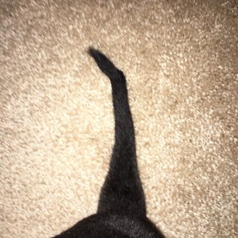 Nature's Pet Spa - My dog's tail is completely snapped in half at the end. - Pet Groomers Near Me - Ocala, Florida Nature's Pet Spa - My dog's tail is completely snapped in half at the end. - Pet Groomers Near Me - Ocala, Florida