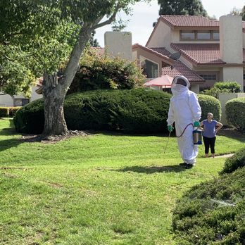 The Bugman - The main section of honeycomb was high in a tree, and Jay Jones with The Bugman collected the broken pieces on the ground right away! - Pest Control Near Me - Anaheim, California The Bugman - The main section of honeycomb was high in a tree, and Jay Jones with The Bugman collected the broken pieces on the ground right away! - Pest Control Near Me - Anaheim, California