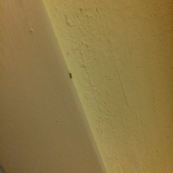 Hampton Inn Gaffney - Another ant on the wall. - Hotels Near Me - Gaffney, South Carolina