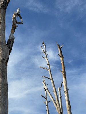 Hunting Island by null