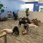 Photo of Scallywags Dog Daycare