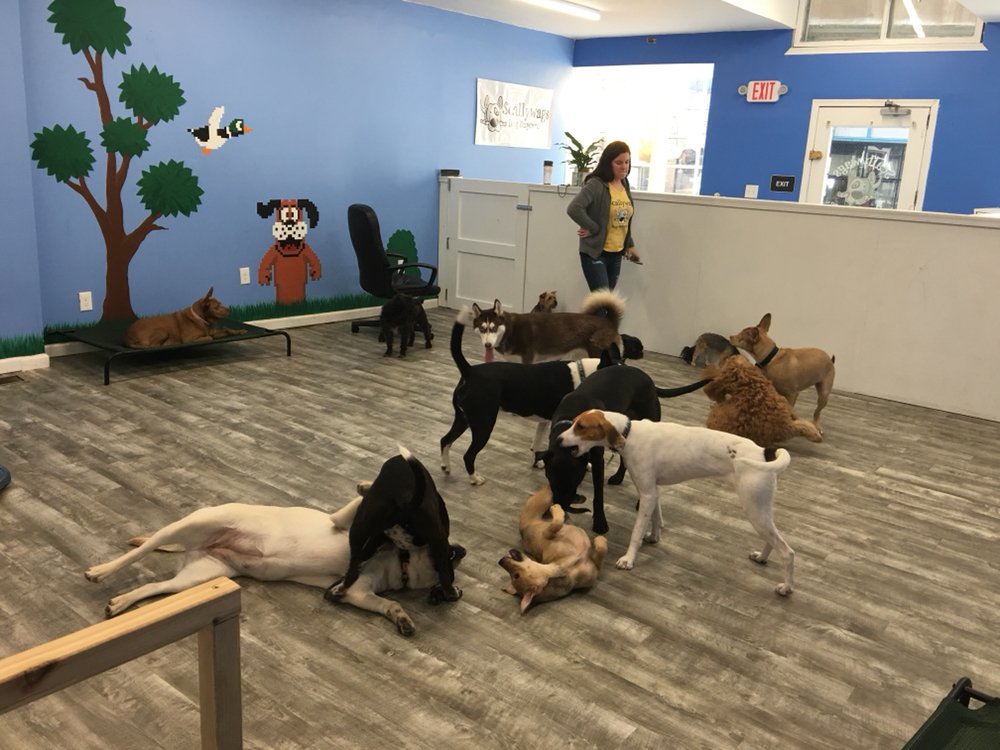Scallywags Dog Daycare - pet boarding facility in Philadelphia, PA