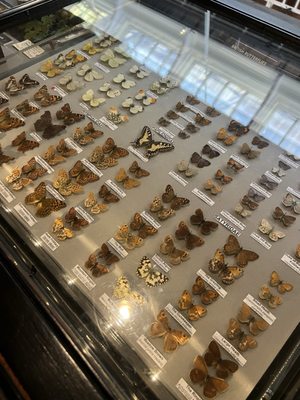 Manchester Museum by null