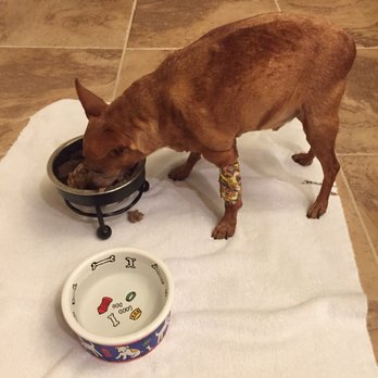 VCA DeLand Animal Hospital - Veterinarians Near Me - Deland, Florida