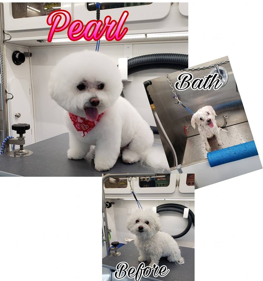 COMFORT GROOMING Updated September 2024 17 Photos Fort Collins