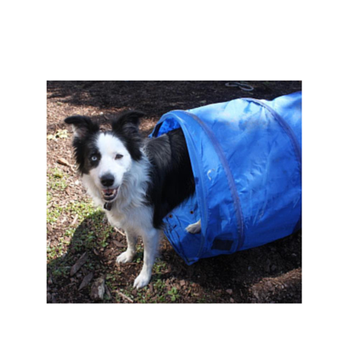 Camp Run-a-Pup - Learning new skills - Pet Sitting Near Me