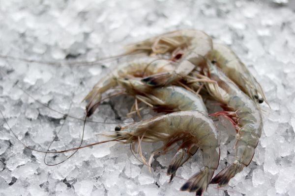 Locals Seafood - State Farmers Market by null