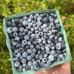 Fields Fields Blueberries - carton of freshly harvested organic wild maine blueberries