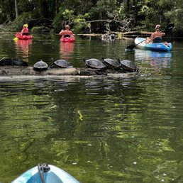 Wakulla river wildlife